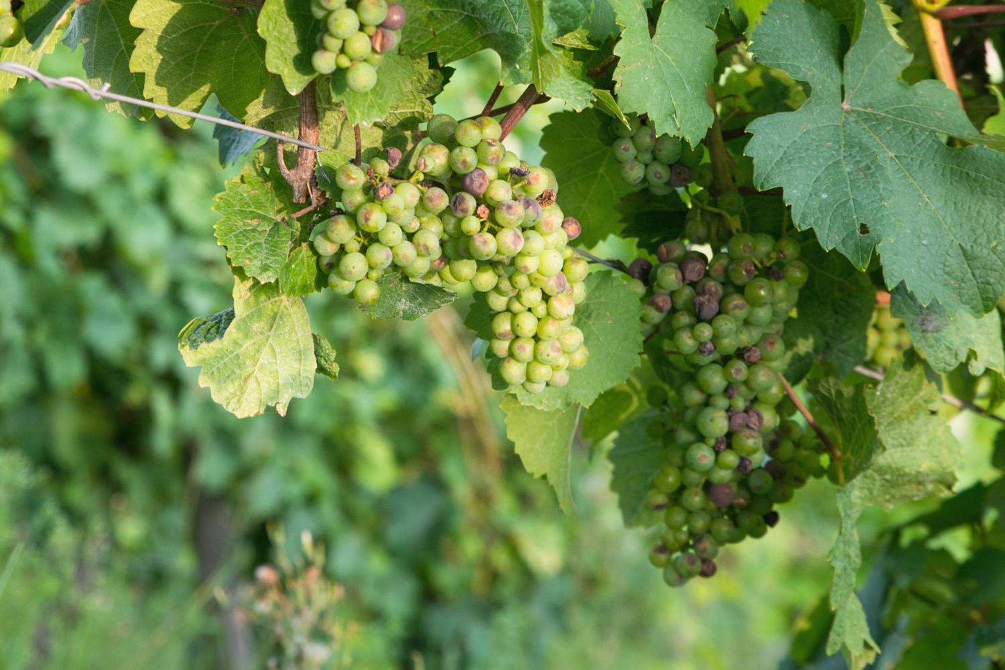 Weingut / Gaestehaus Gerlach Ürzig Eksteriør bilde