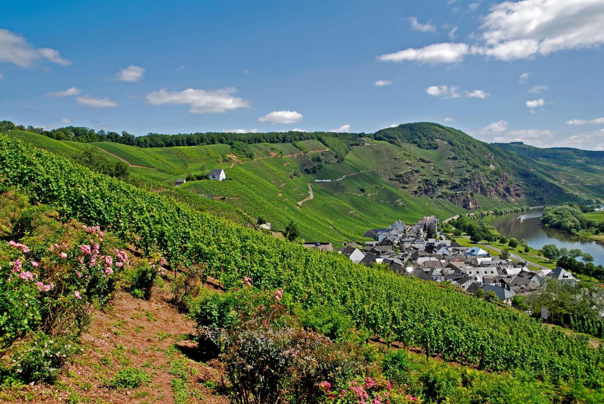 Weingut / Gaestehaus Gerlach Ürzig Eksteriør bilde