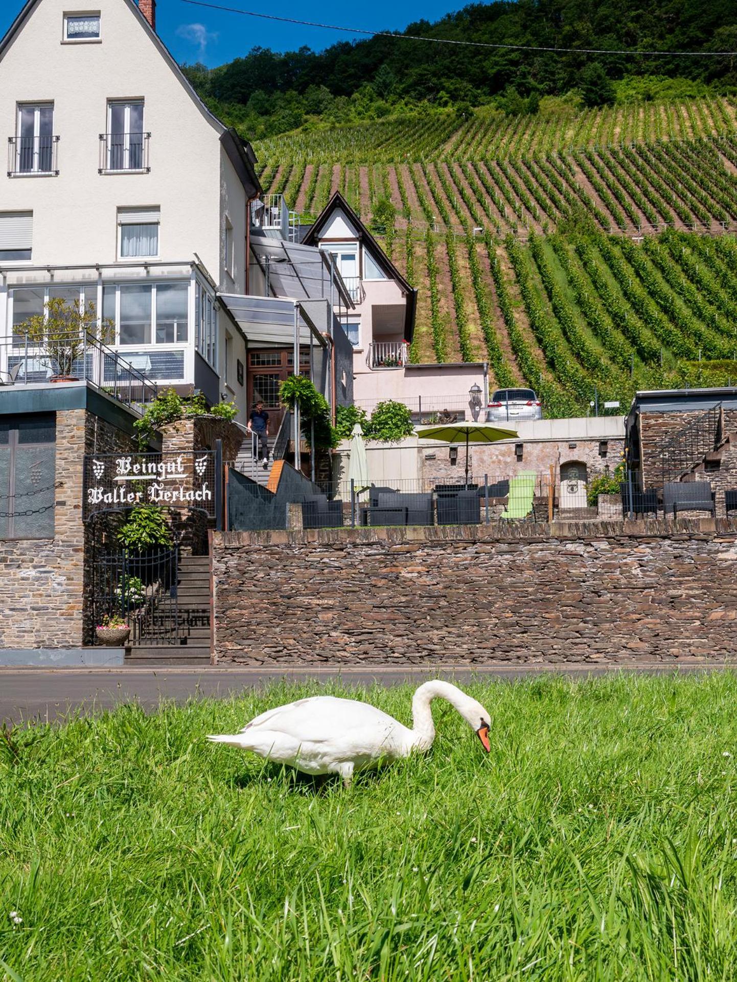 Weingut / Gaestehaus Gerlach Ürzig Eksteriør bilde